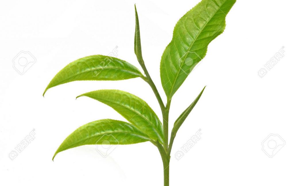 43054246-green-tea-leaf-dried-tea-leaves-in-wooden-bowls-isolated-on-white-background